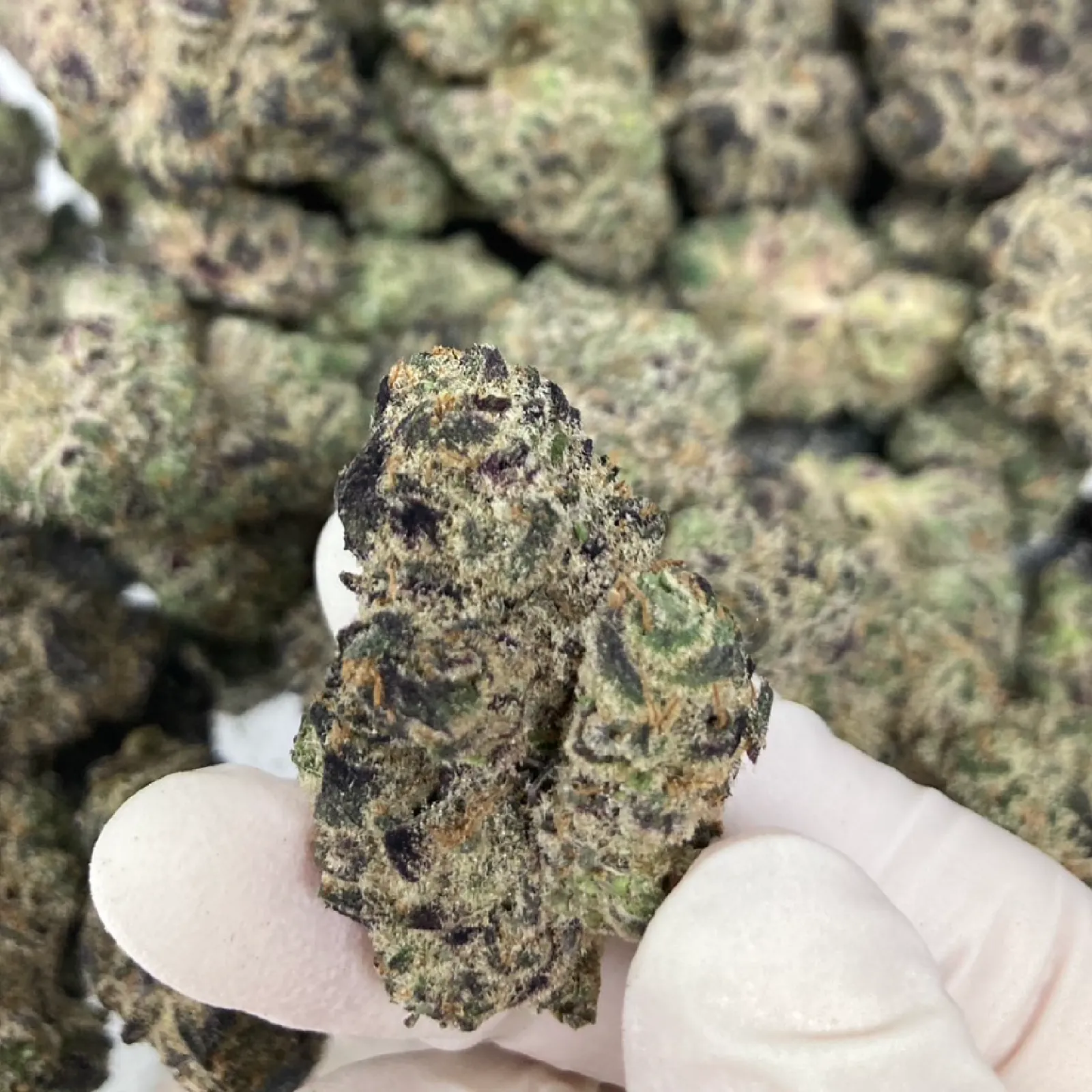 Trop Cherry Gas