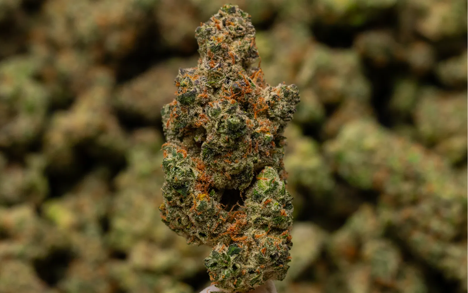 Hand holding bud