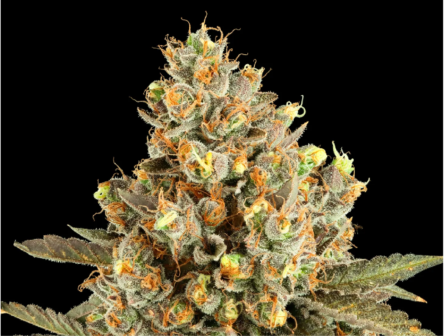 Cap Junky