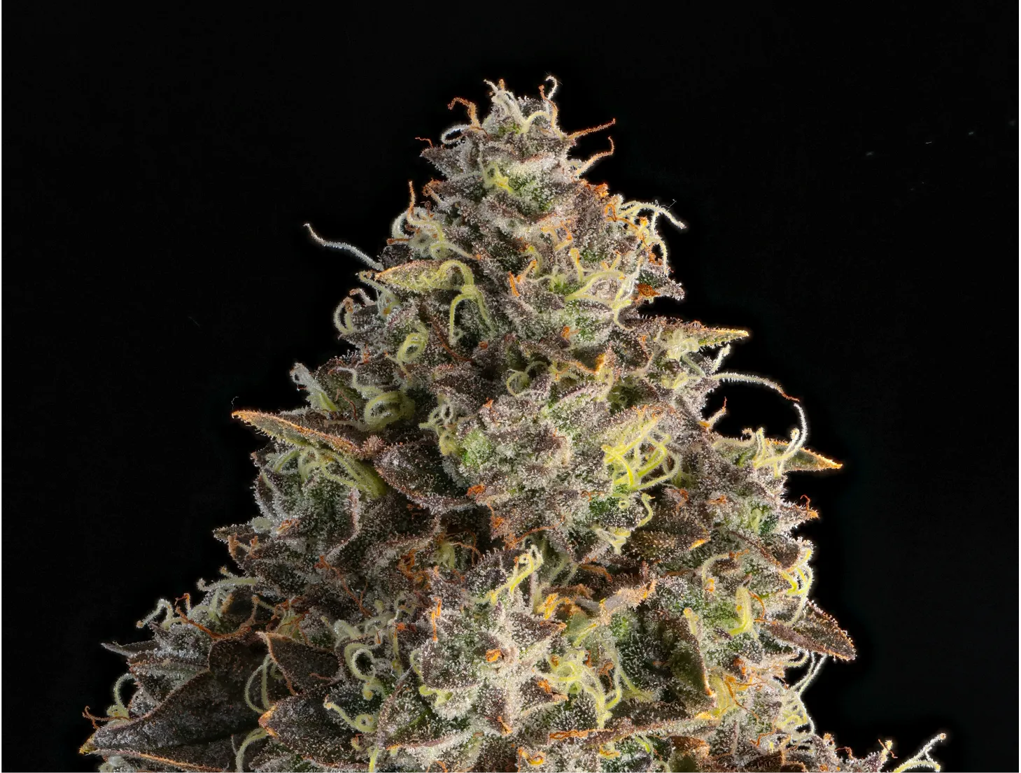 Apple Gelato