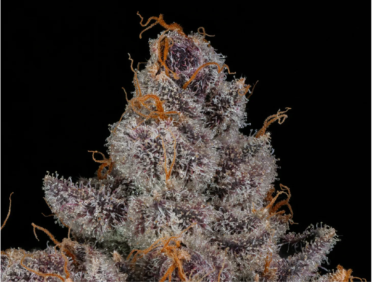 Grape Soda