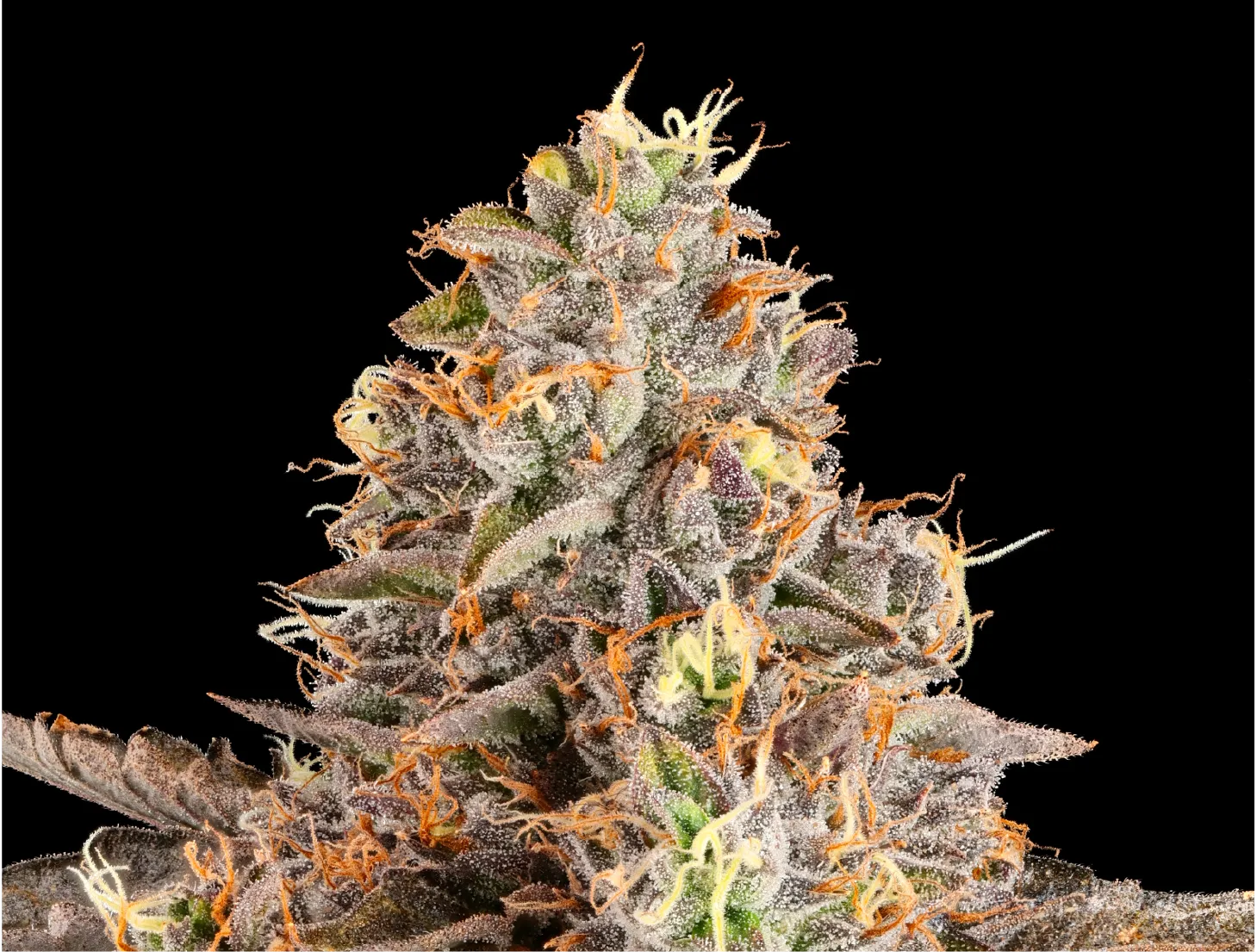 Dopamine