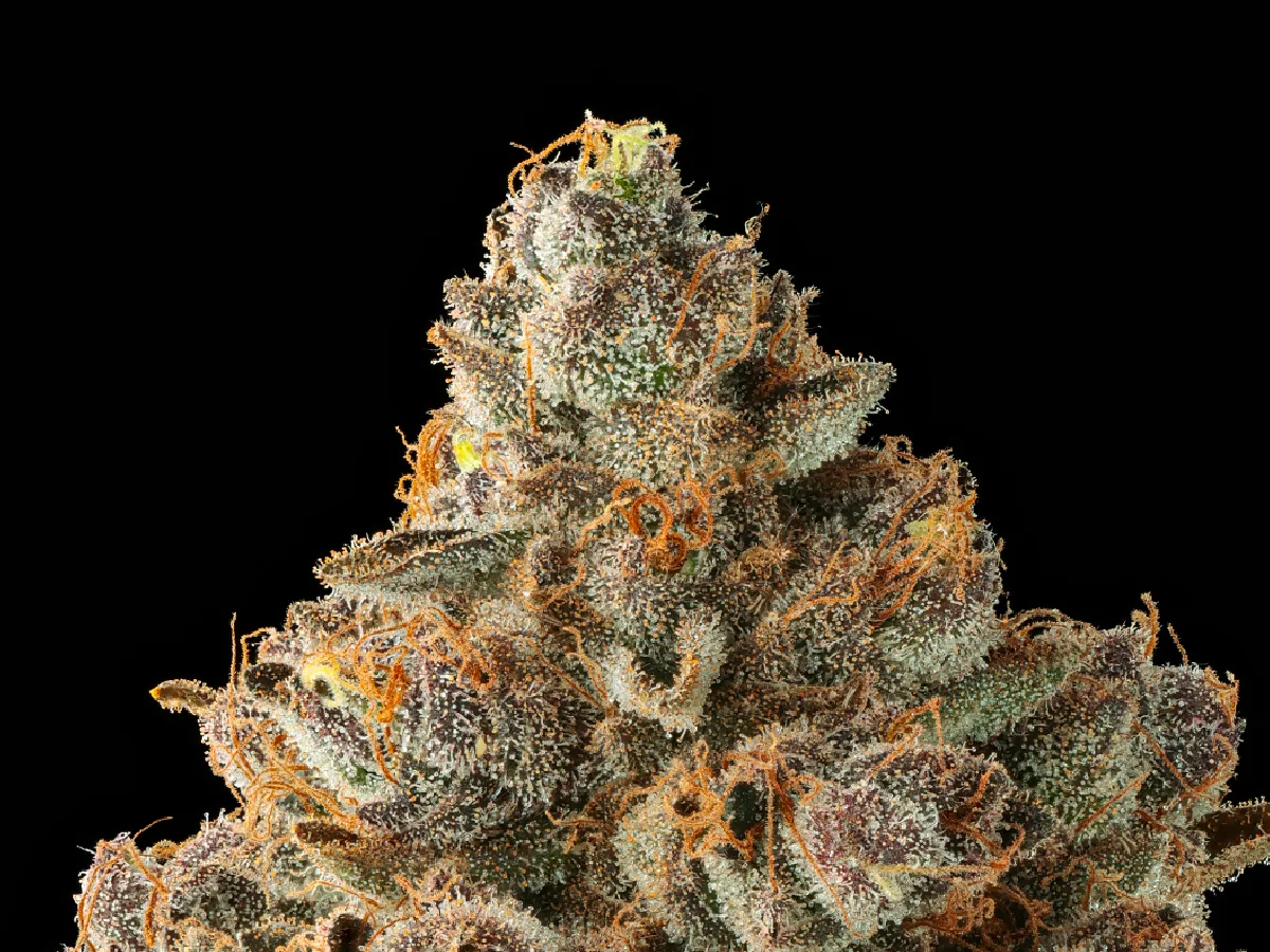 Lemon Cherry Runtz