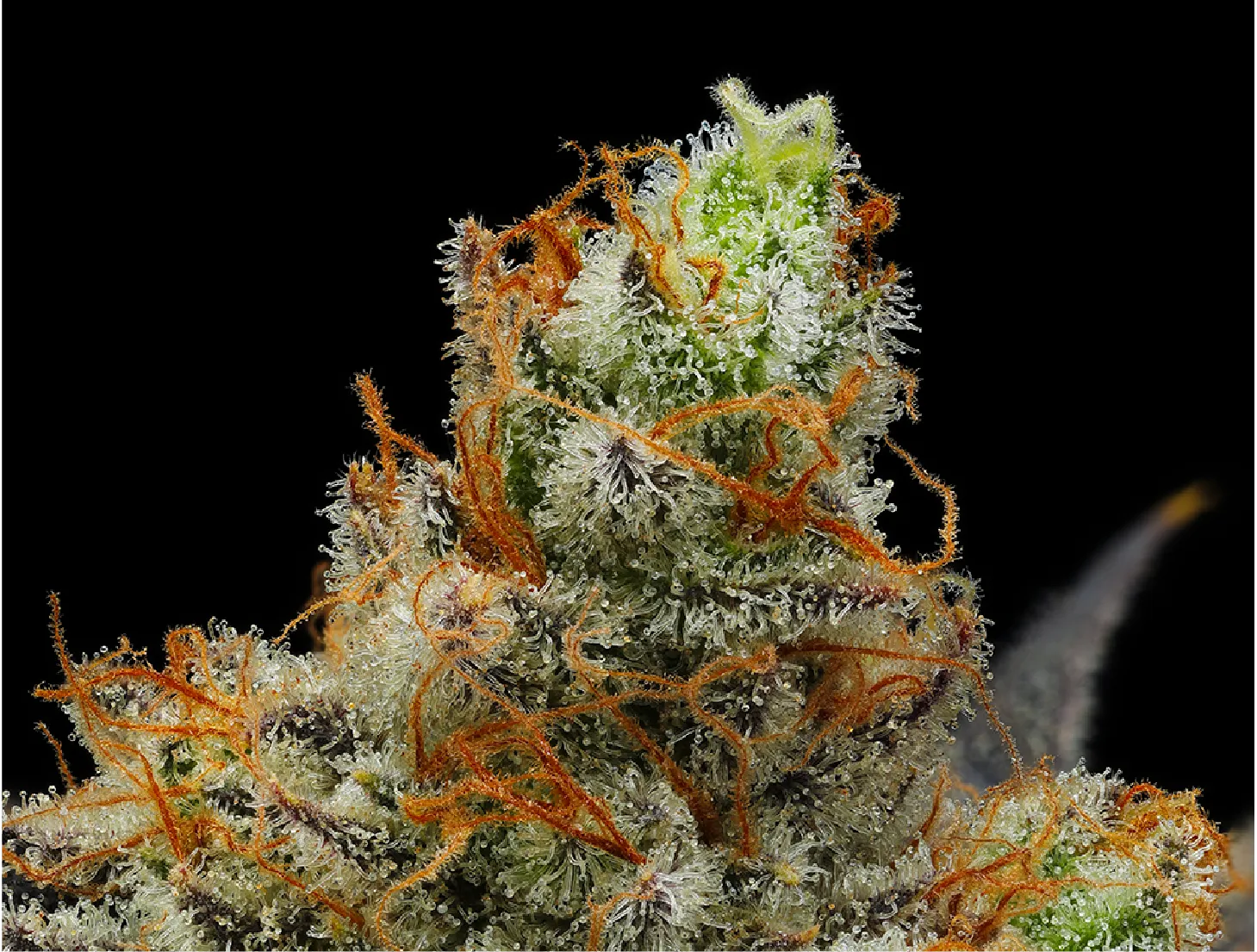 Pineapple Xpress 2.0