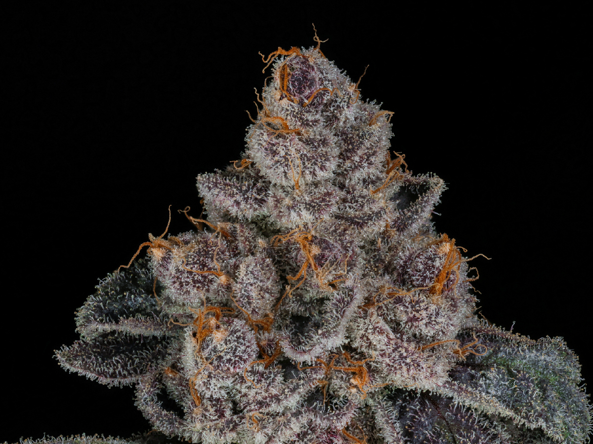 Trop Cherry Gas