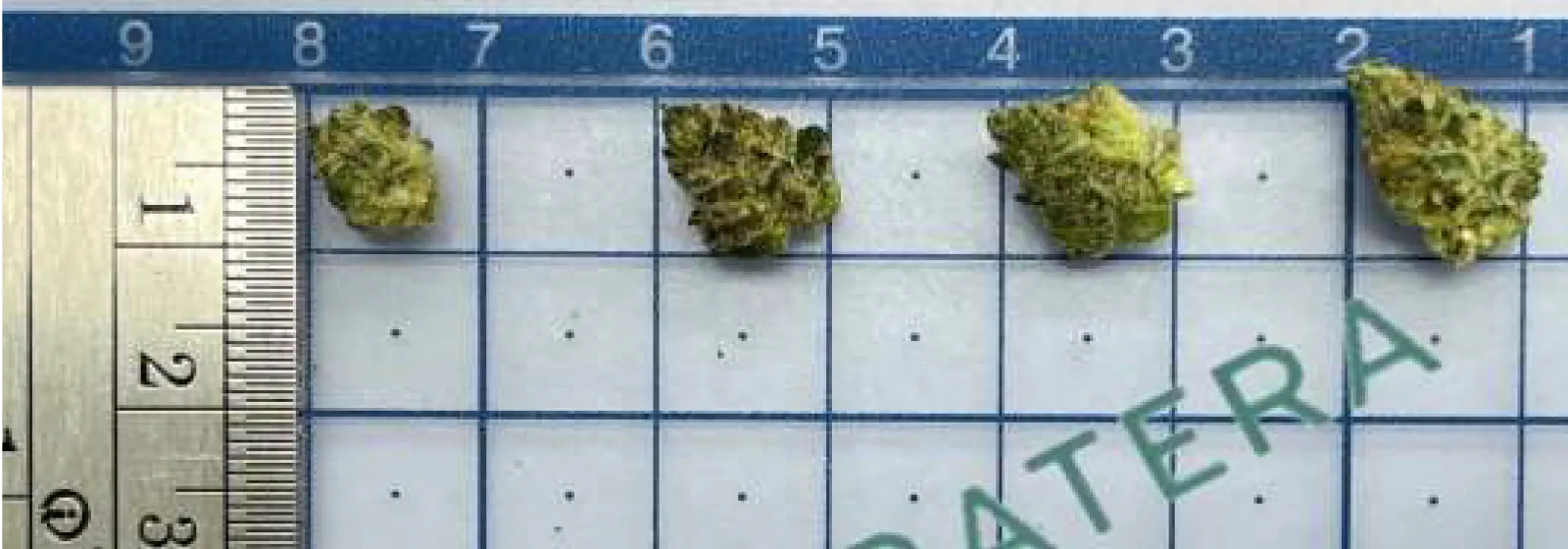 Popcorn Size Ruler